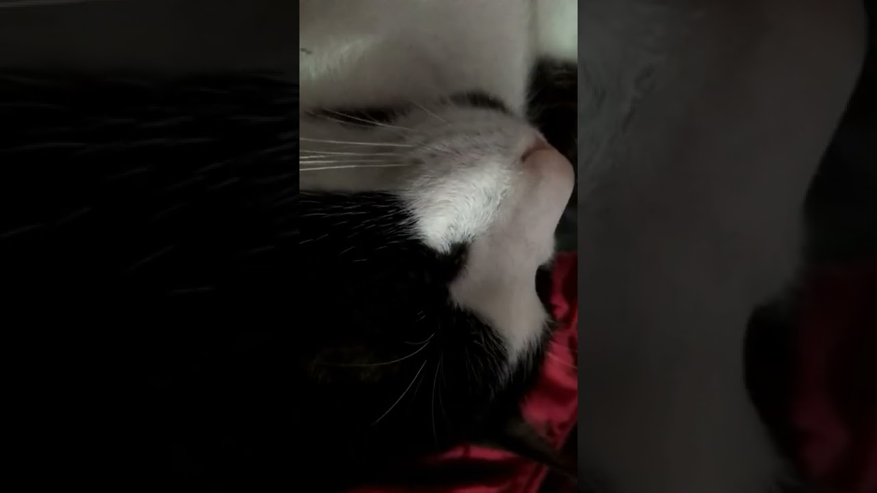 I'm just a cat  