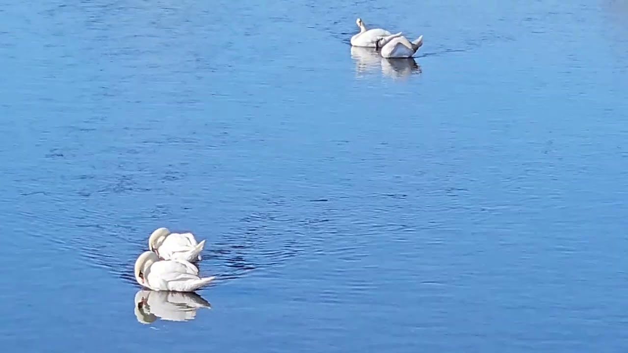 Unterwegs gewesen und diese schönen Schwäne entdeckt 🦢🦢🦢