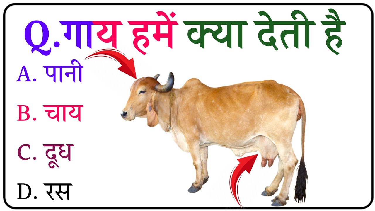 जीके गांव वाला क्विज सवाल🔥| Gk Questions | Gk questions and answer | Gk sawal | Gk In Hindi |Gk quiz
