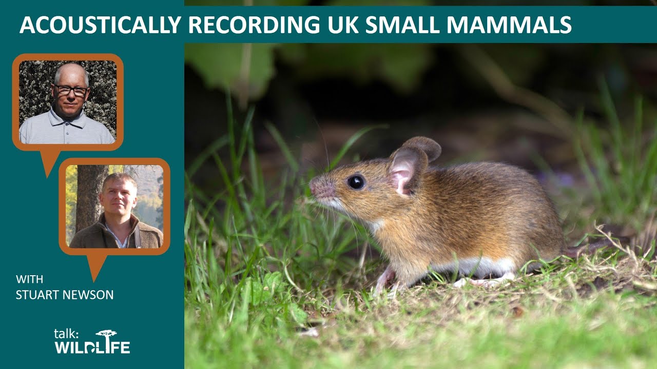 talk: Acoustically recording UK mammals with Stuart Newson
