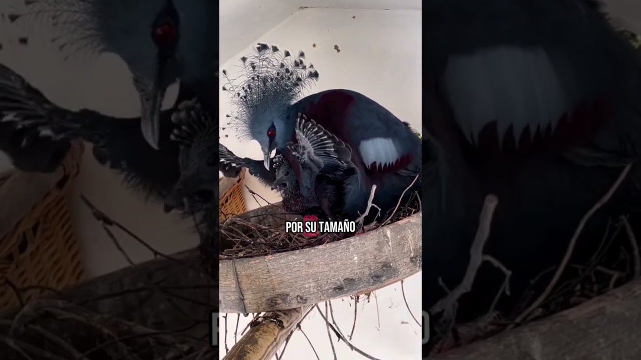 Top 5 palomas m&aacute;s espectaculares que te quitaran el aliento hdscm estoy mmdisimo #paloma #aves