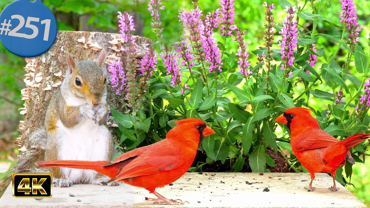 Relaxing TV for Cats 😻 8 Hours of Uninterrupted Birds 🐦at the Pink Salvia Garden 🌼 Cat TV @LensMyth