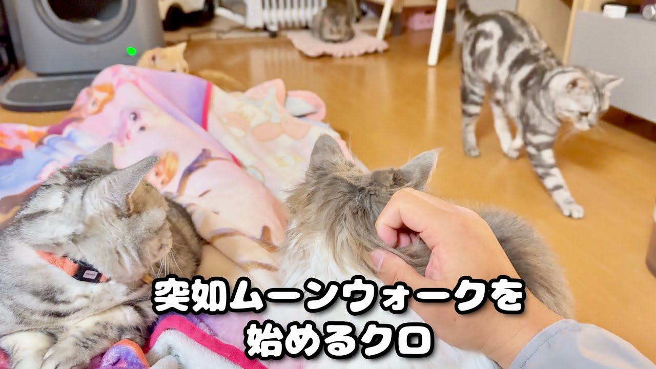 突然ムーンウォークをはじめるクロくん。