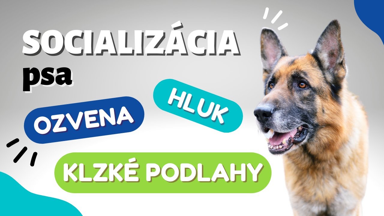 #4 Socializácia psa | Nekomfortné priestory a povrchy | CANISLOG Slovakia