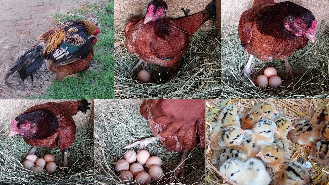 Place the 11 eggs under the hen | Only one chick hatched 😥