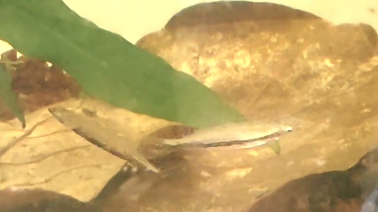 Nannostomus unifasciatus spawning and fry. One-lined pencilfish.