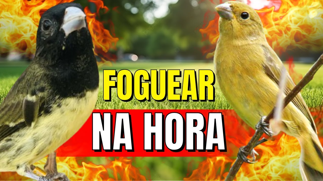 Papa capim siu siu com Fêmea chamando para Esquentar papa capim siu siu e papacapim siusiu