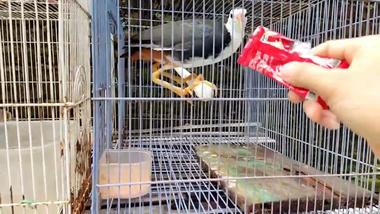 PERBEDAAN BURUNG RUAK-RUAK JANTAN DAN BETINA.