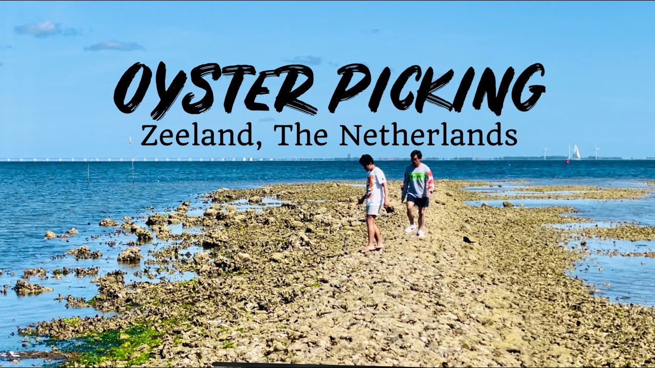 OYSTER-PICKING | Kattendijke, Zeeland | The Netherlands