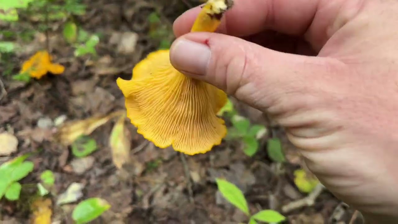 The Chanterelle and Hedgehog Catch and Cook Drift. Northern Nova Scotia