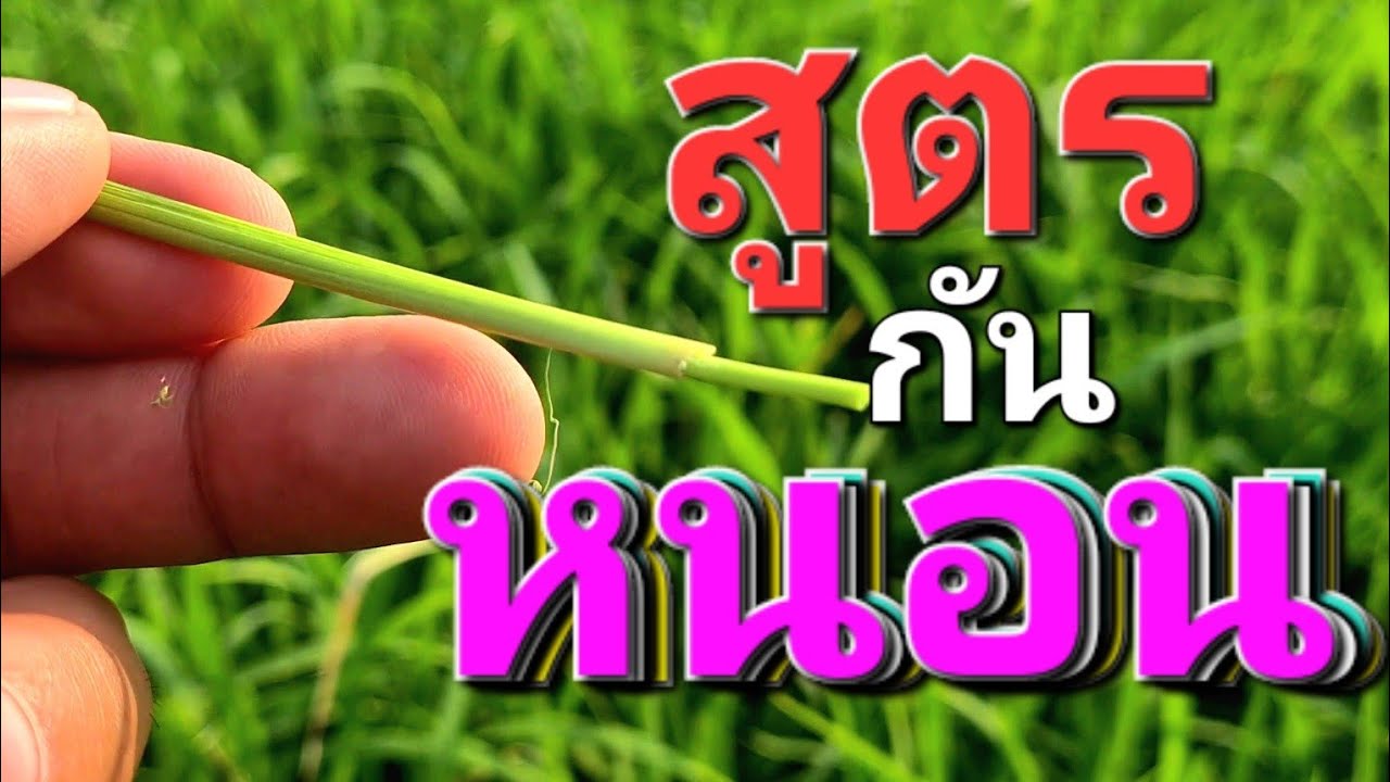 สูตรป้องกันหนอนกอ (หนอนกอมันร้าย ป้องกันไว้ดีที่สุด)