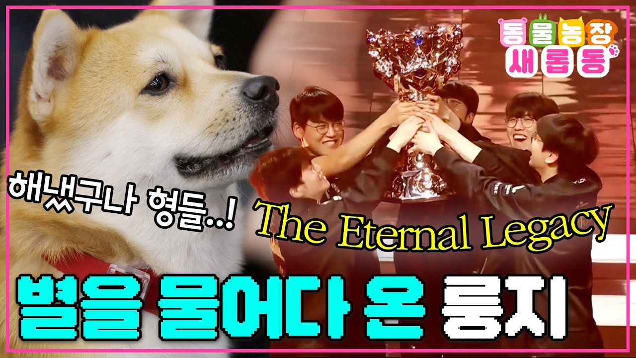 [#새롭동물농장] 룽지의 우승 버프는 효과가 굉장했다!🏆 룽지가 T1에 가져온 우승 기운😃 / EP.1249 #TV동물농장 #AnimalFarm #SBSstory