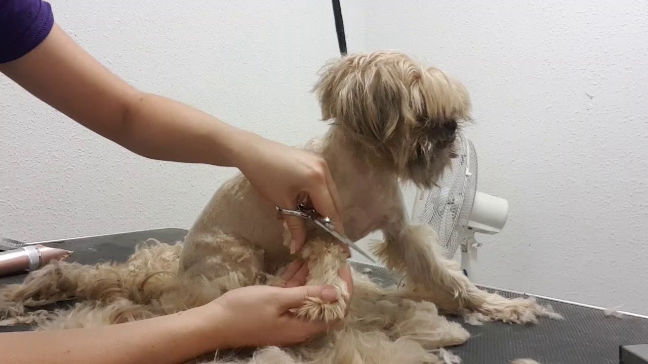 Corte perro mestizo con muchos nudos