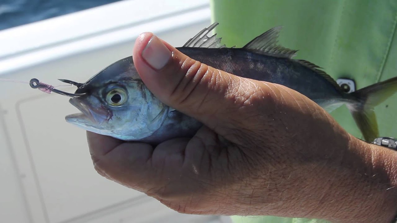 FS Seminar - Live Bait Rigging Methods