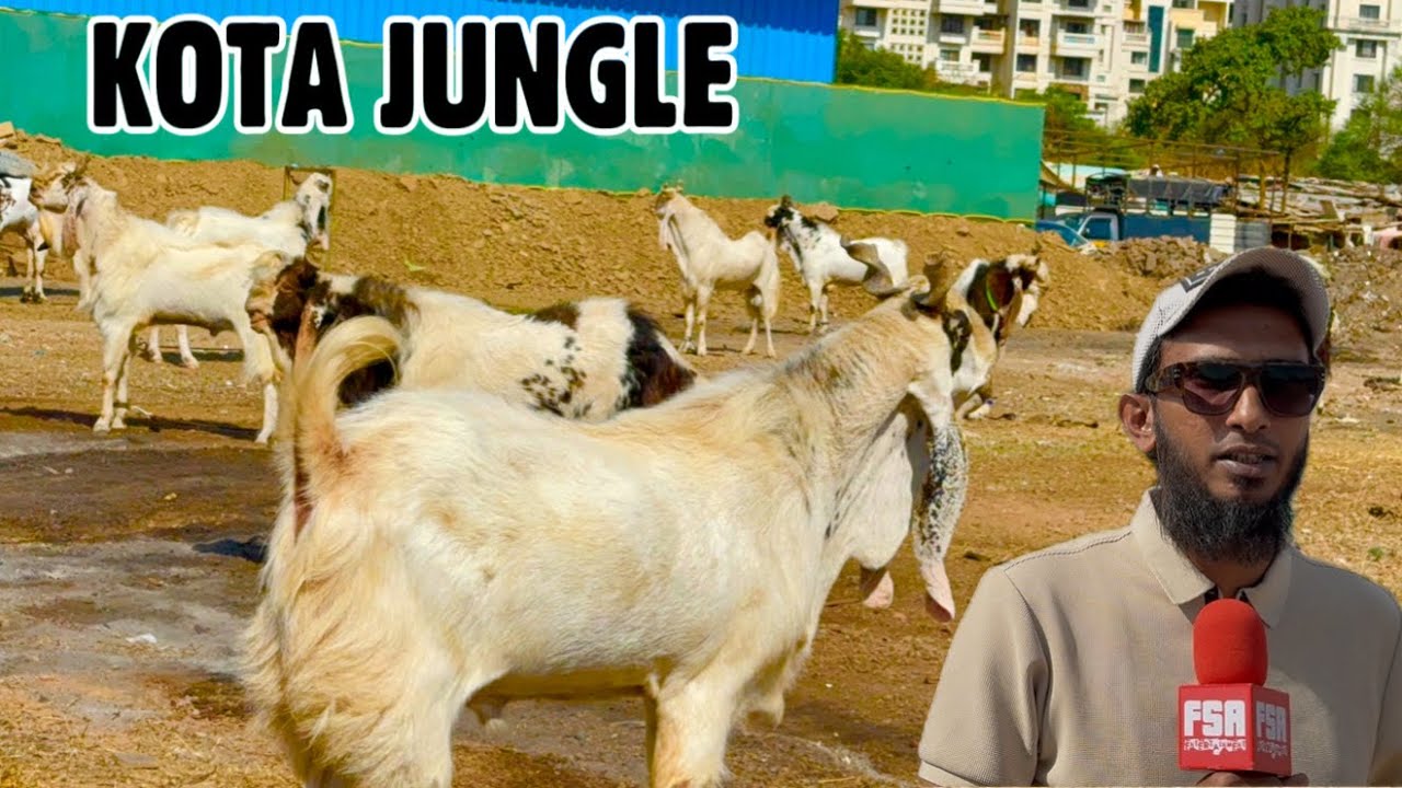 Kota Jungle at The Jungle - Maaz Goats, Pune | Extreme Quality Kota Bakre