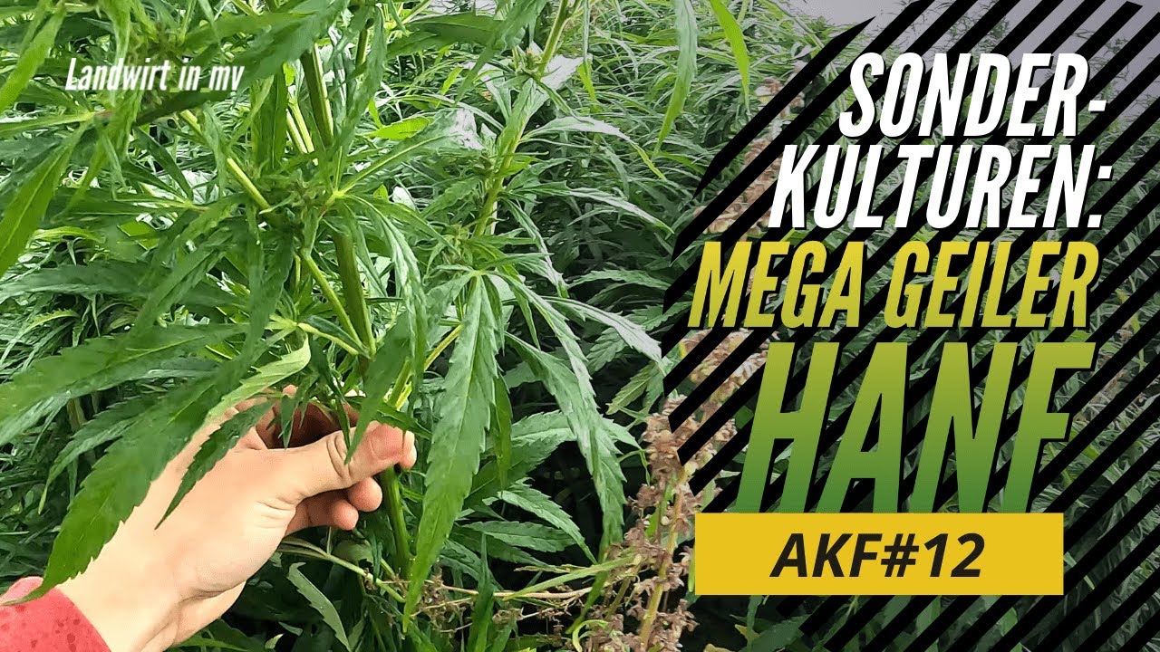 AKF 12 Sonderkulturen! Hanf , Färberdistel, Leindotter, Kichererbsen, Iberischer Drachenkopf, Öllein