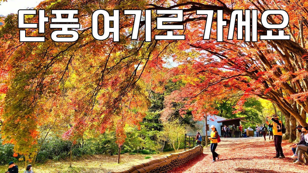 외국보다 더 멋진 대한민국 단풍 Top 10 | 절정시기와 꿀팁 총정리