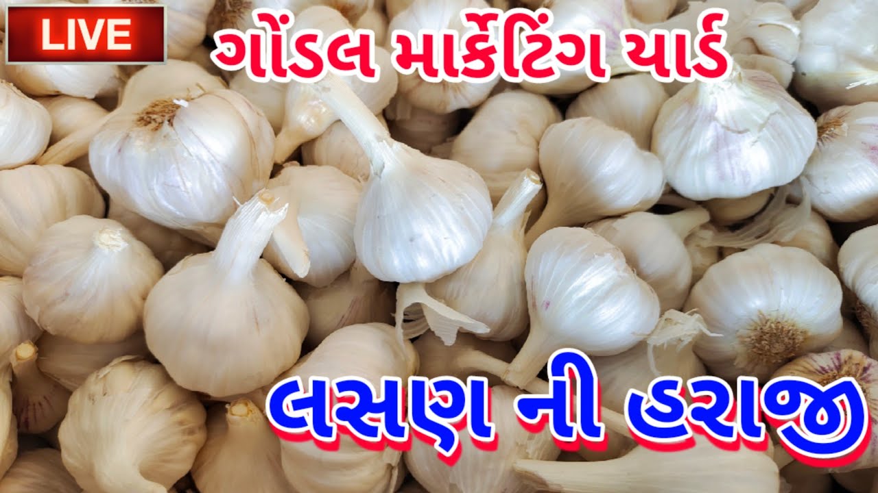 🔴 live auction of garlic in Gondal marketing yard,June 2, 2022