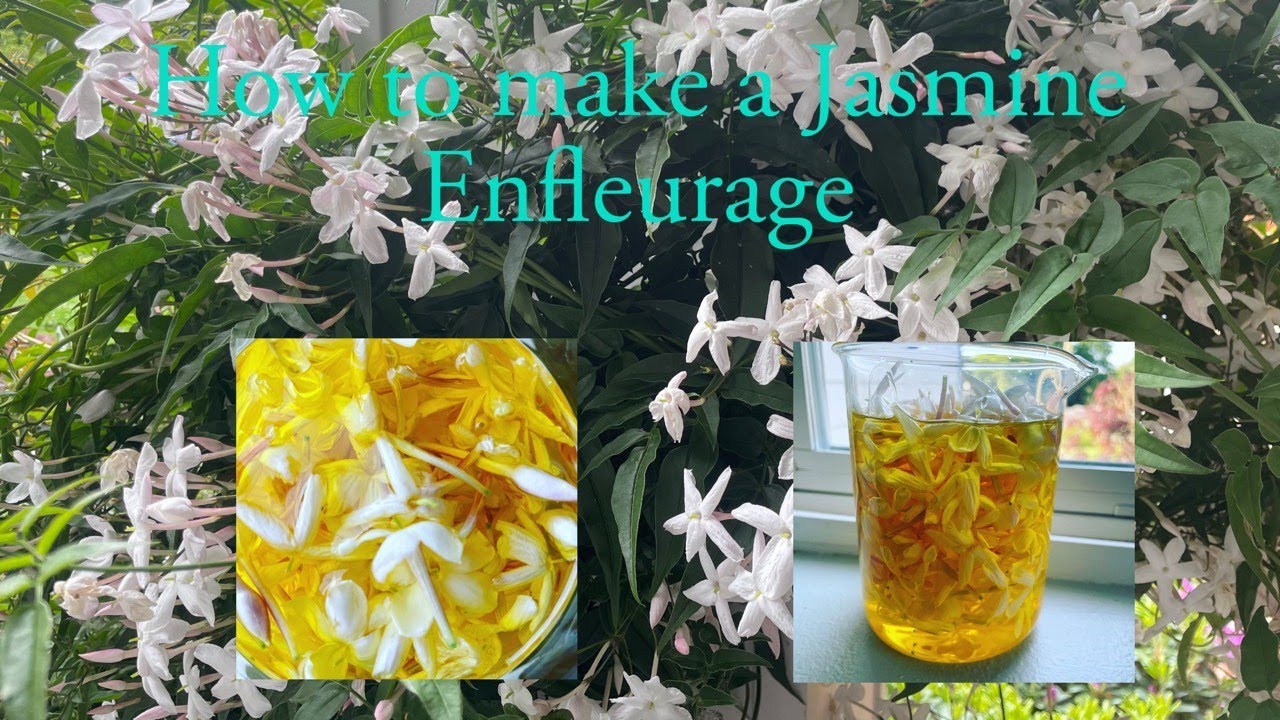 How to make Jasmine Enfleurage!