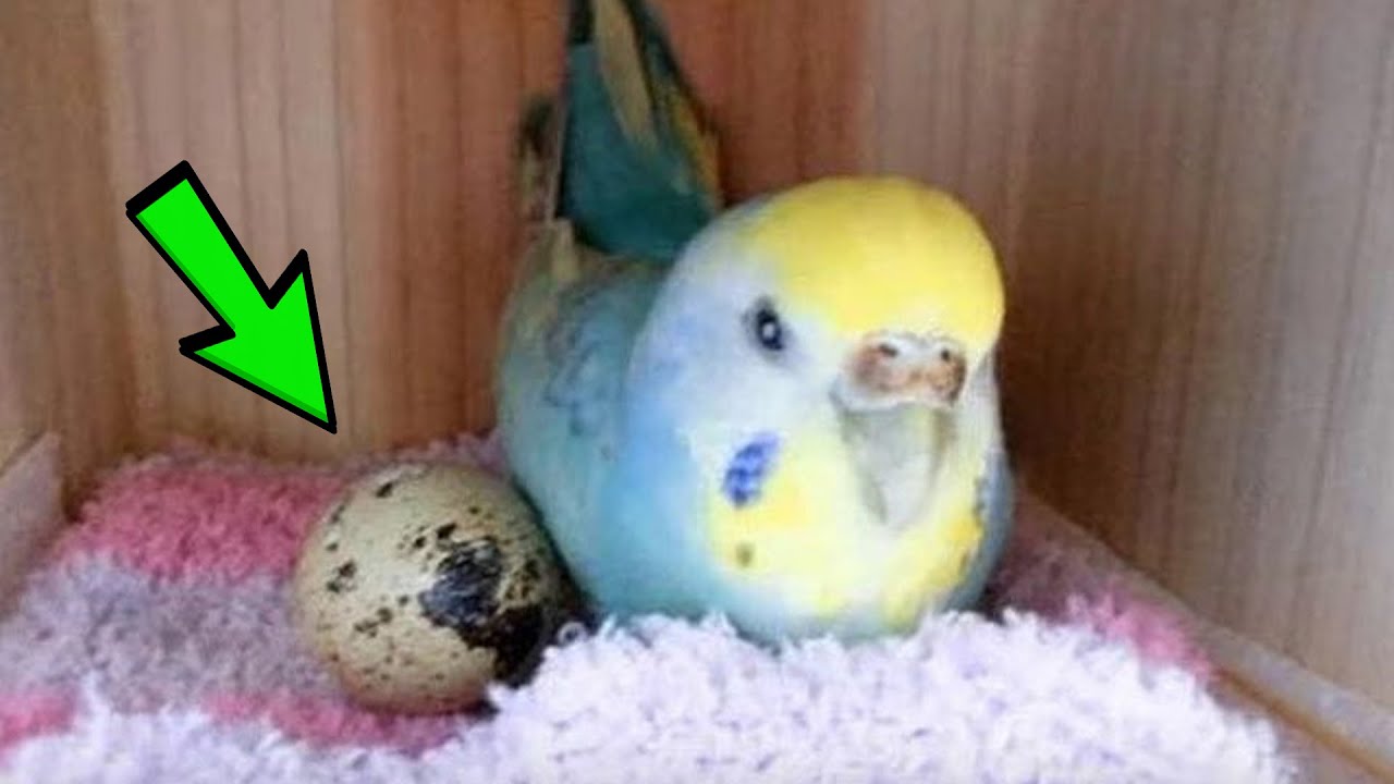 The girl put a quail egg to the parrot, after 7 days an unexpected surprise was waiting for her!