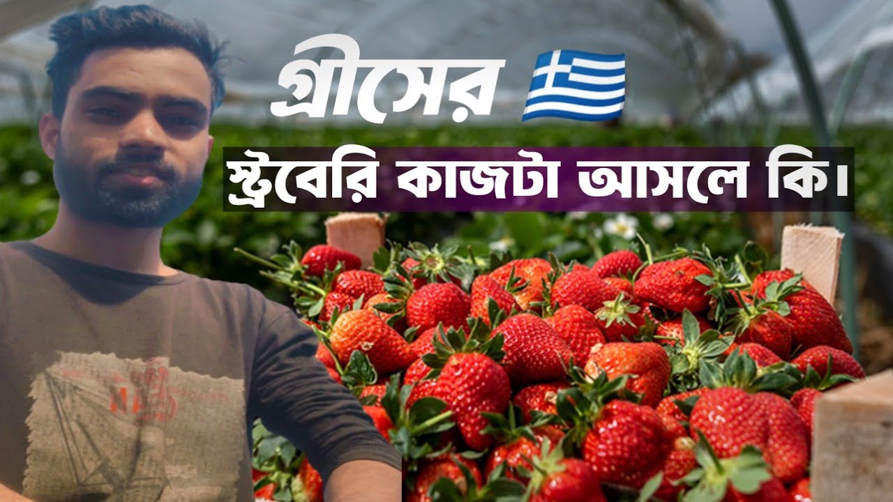স্ট্রবেরি কাজ আসলে কি আর সেখানে কত টাকা ইনকাম করা যায় প্রতিদিন?💶😱