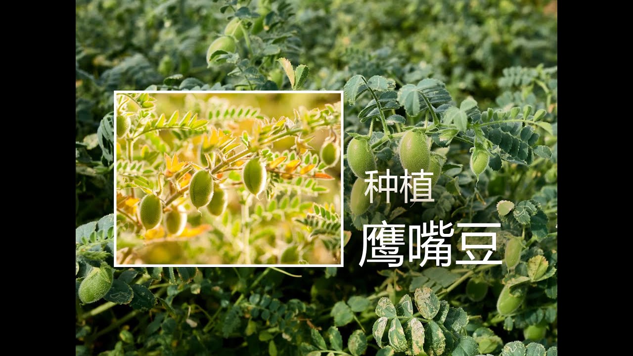 电子榨菜农场系列----鹰嘴豆的种植与收获