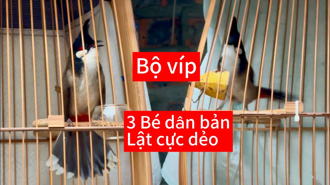 Lật xoè tốc độ. 3CB dân lật cực dẻo bộ siêu mẫu chạy cầu 4 mặt quá hời