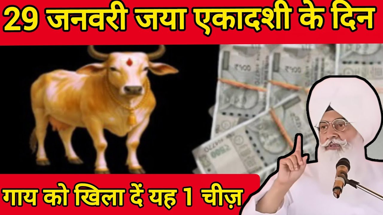 29 जनवरी 2026 जया एकादशी के दिन गाय को खिला दें यह 1 चीज ll Radha Swami Sakhi ll RSSB New Sakhi ll 