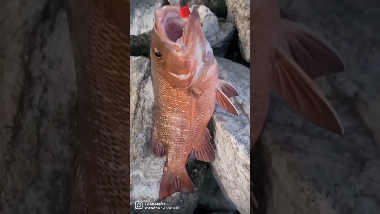 Mangrove Jack Fishing from the rocks.. 🎣🎣🎣 #mangrovejack
