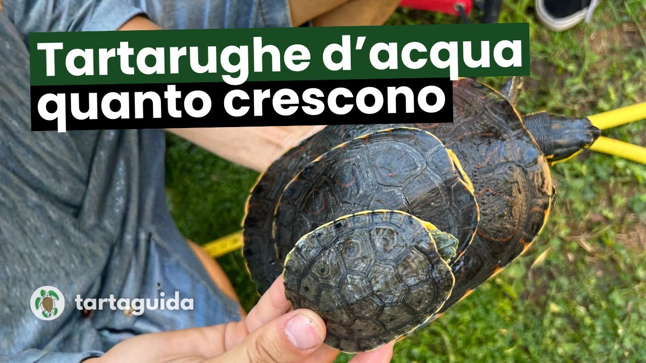 Quanto CRESCONO le TARTARUGHE D'ACQUA DOLCE? - TartaGuida