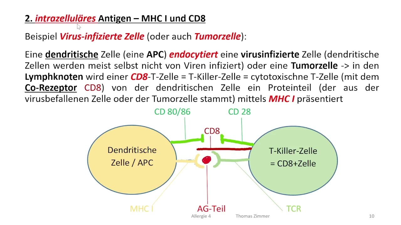(Patho-) Physiologie + Skript: Allergie 4  - Ausflug in die T Zell Welt / erworbenes Immunsystem