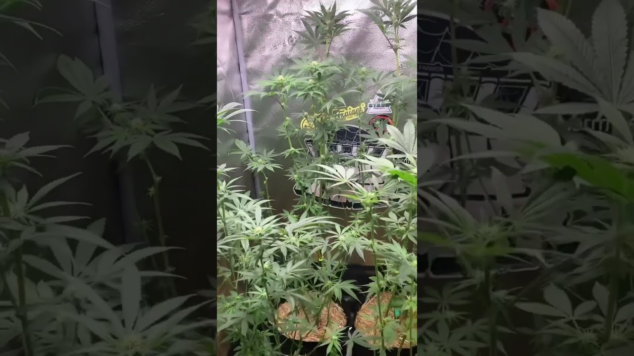Keep blazing stay amazing 💡Under the Spider Farmer SF1000 EVO LED light