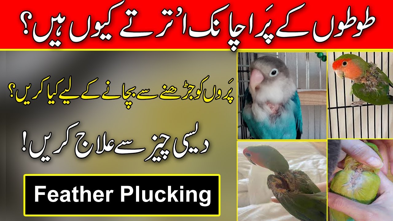 Love Birds Breeding Mistakes | Feather plucking Problem | Parrot Feather Plucking Problem Solved