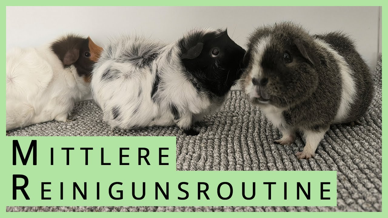 Reinigungsroutine vom Meerschweinchen Gehege und eure Fragen dazu 🧹