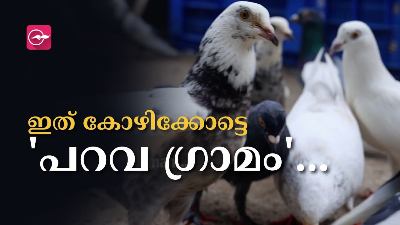 കോഴിക്കോട്ടെ ഒരു 'പറവ ​ഗ്രാമം...' | Pigeon Village | Pigeon Village in Kozhikkode | dove