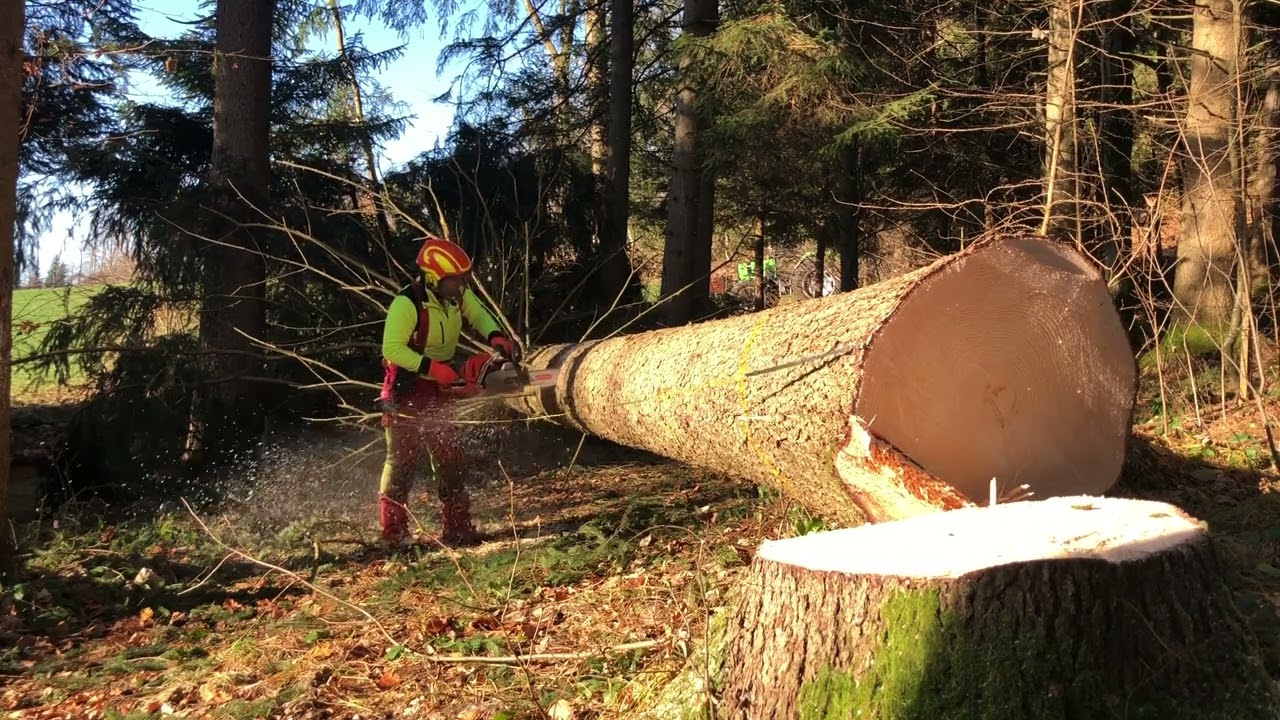 Dicke Fichte fällen mit Dolmar PS7910 und HUSQVARNA 550xp mk2
