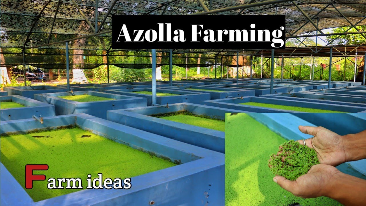 Azolla Farming
