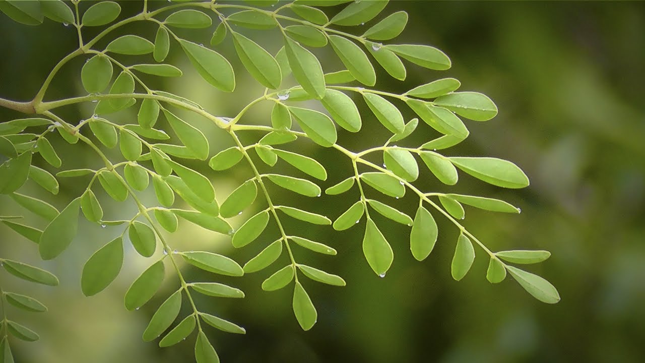 Producción de Moringa Cap 124