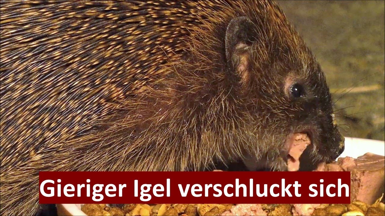 GIERIGE IGELIN BABSY VERSCHLUCKT SICH AN FLEISCHBROCKEN (15.08.2022)