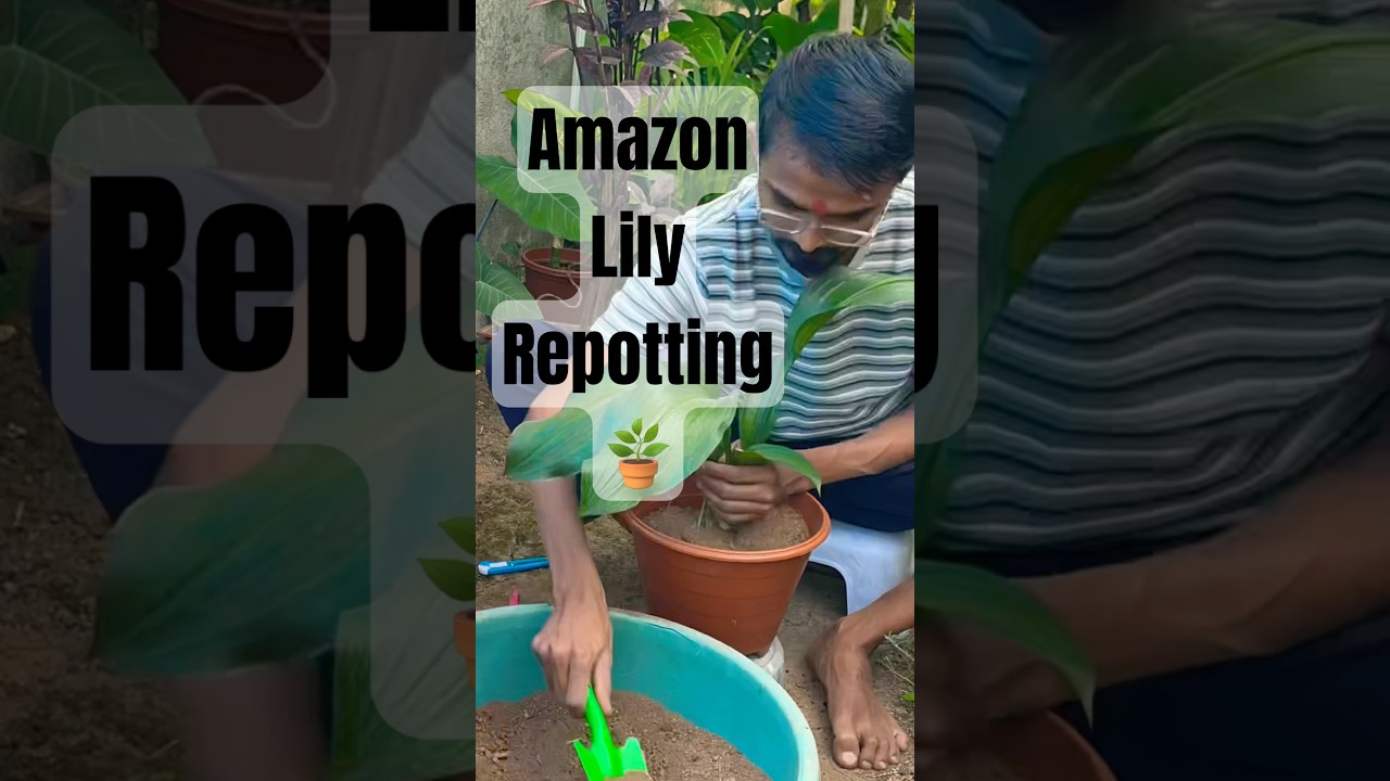 Amazon Lily Plant 🪴 Repotting… 