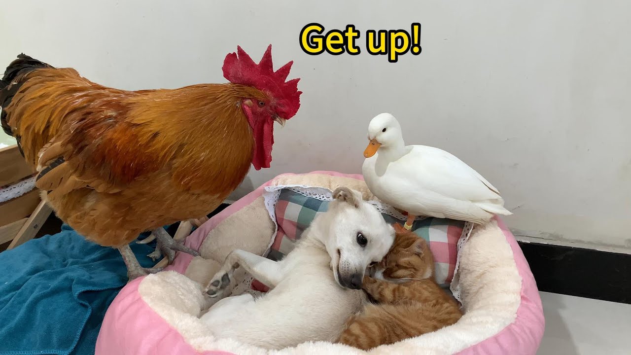 So funny! The rooster wakes Kitty up, but the puppy won't let the rooster disturb Kitty's sleep!