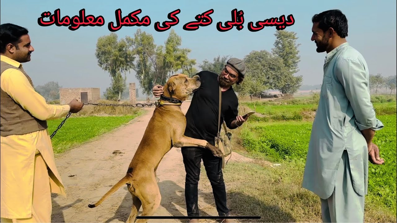 Bully Kutta / Dog 🐶 | Complete Information | Dog Care | Diet / Food Plan | Dog Tips / Tricks