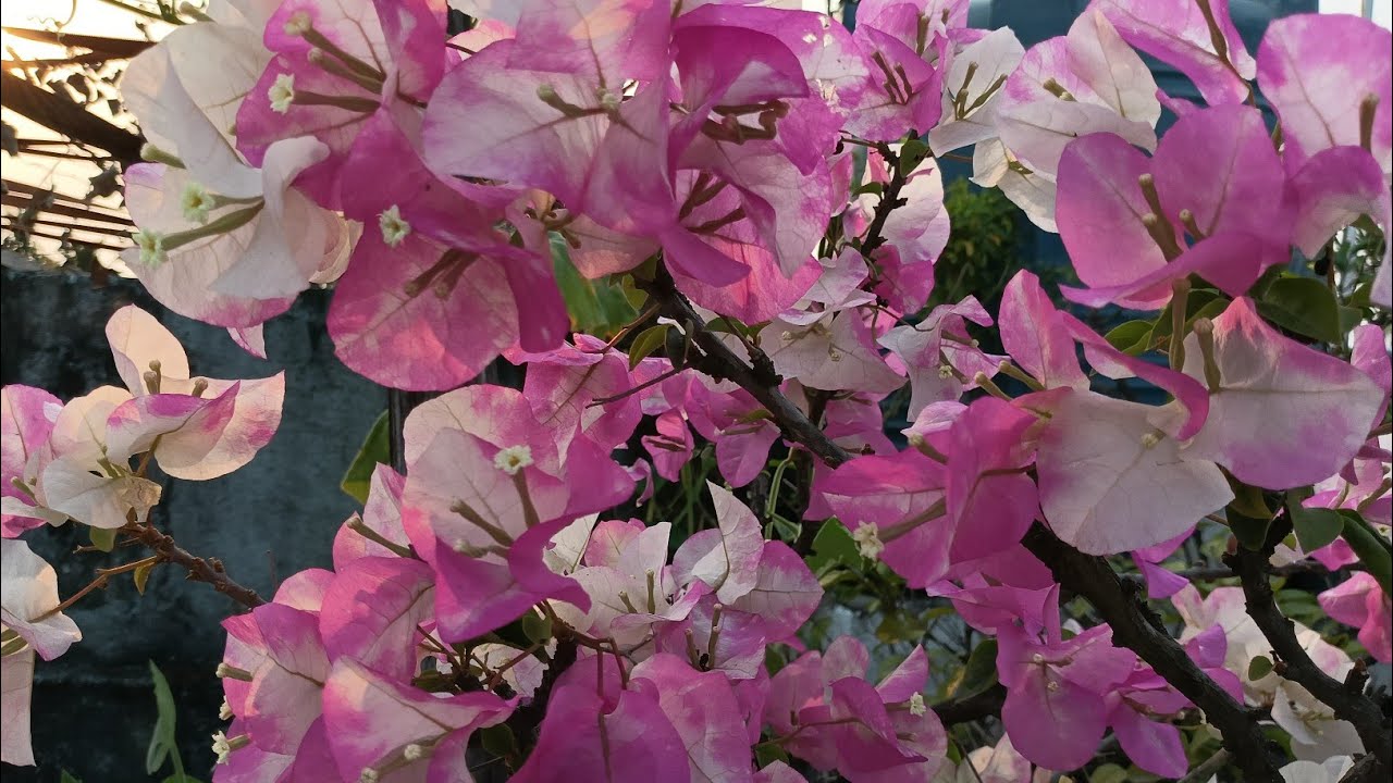 গরম পড়তেই বাগান সাজতে শুরু করেছে | garden over view 