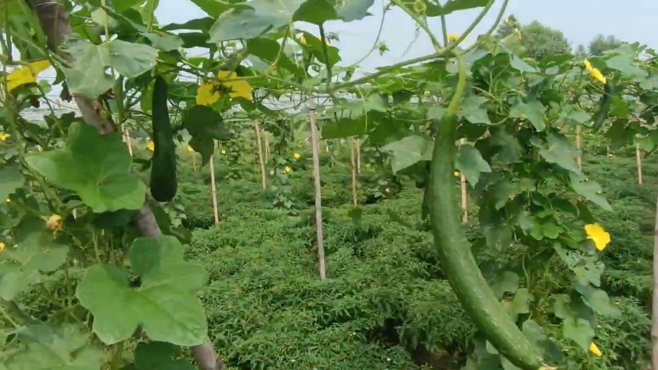 मिर्च के साथ तुरई की खेती। #farming #agriculture #farmer #najibabad