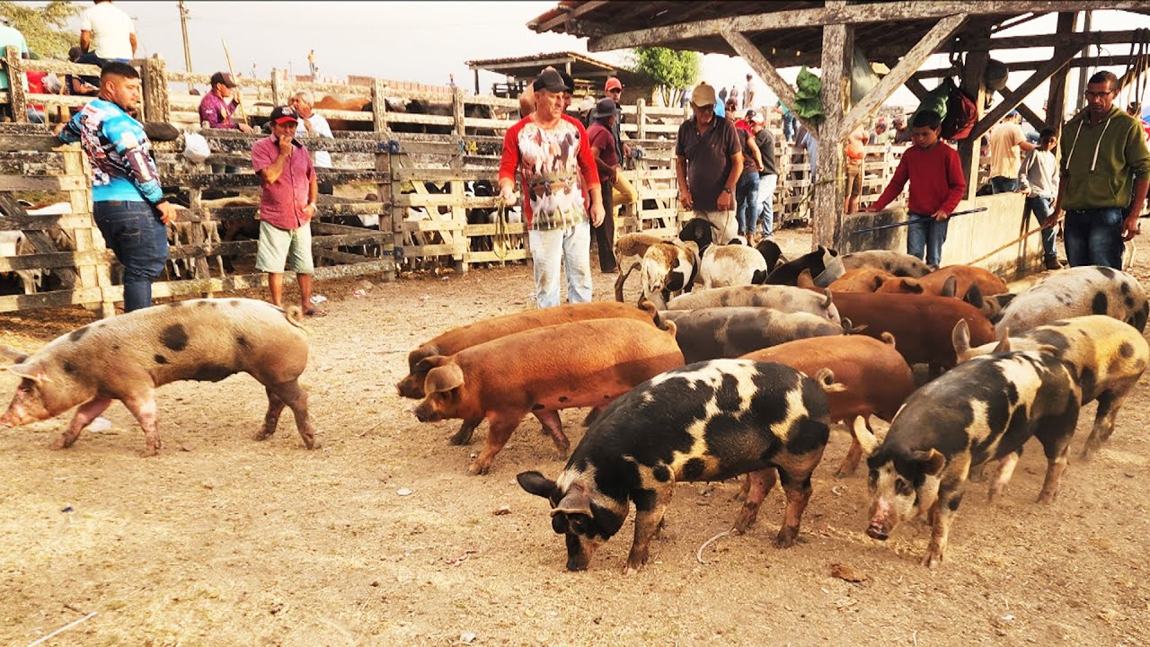 FEIRA DE SUÍNOS EM CAPOEIRAS-PE  06-02-2026 #nordeste