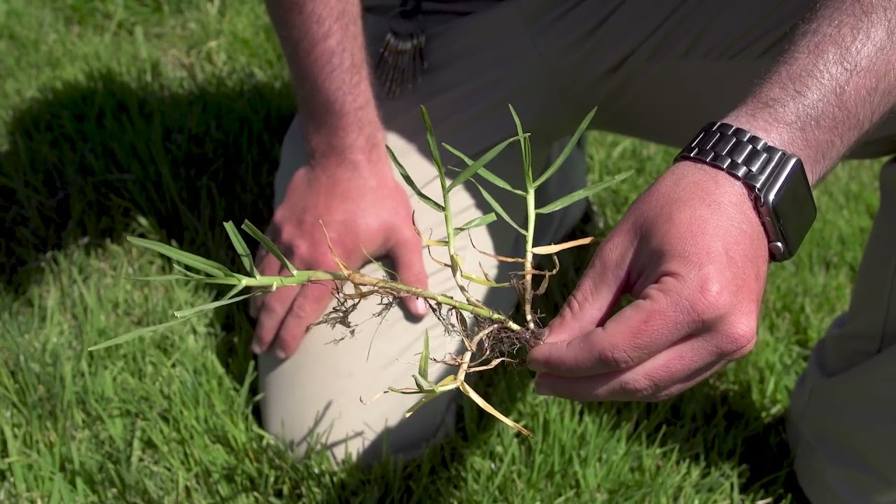 Growing Kikuyu Grass at Torrey Pines Golf Course