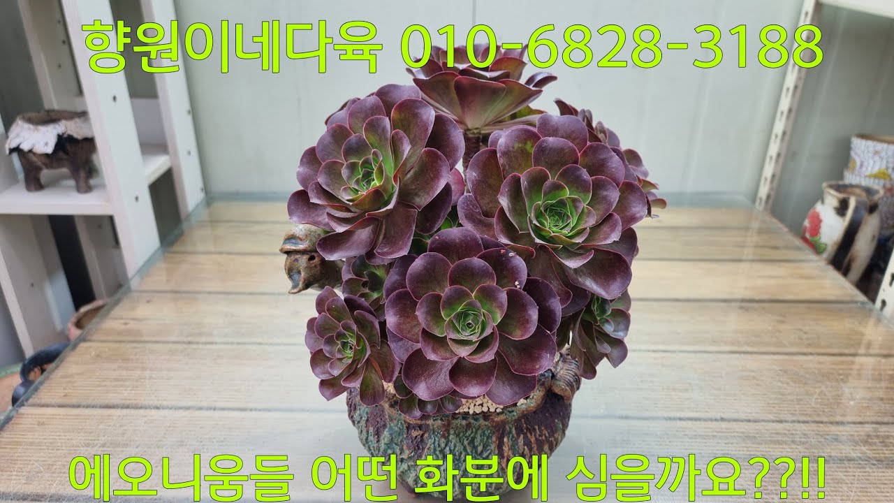 (25.10.25.토)💞에오니움💞작게 심어서 크게 키우세요~😁😆