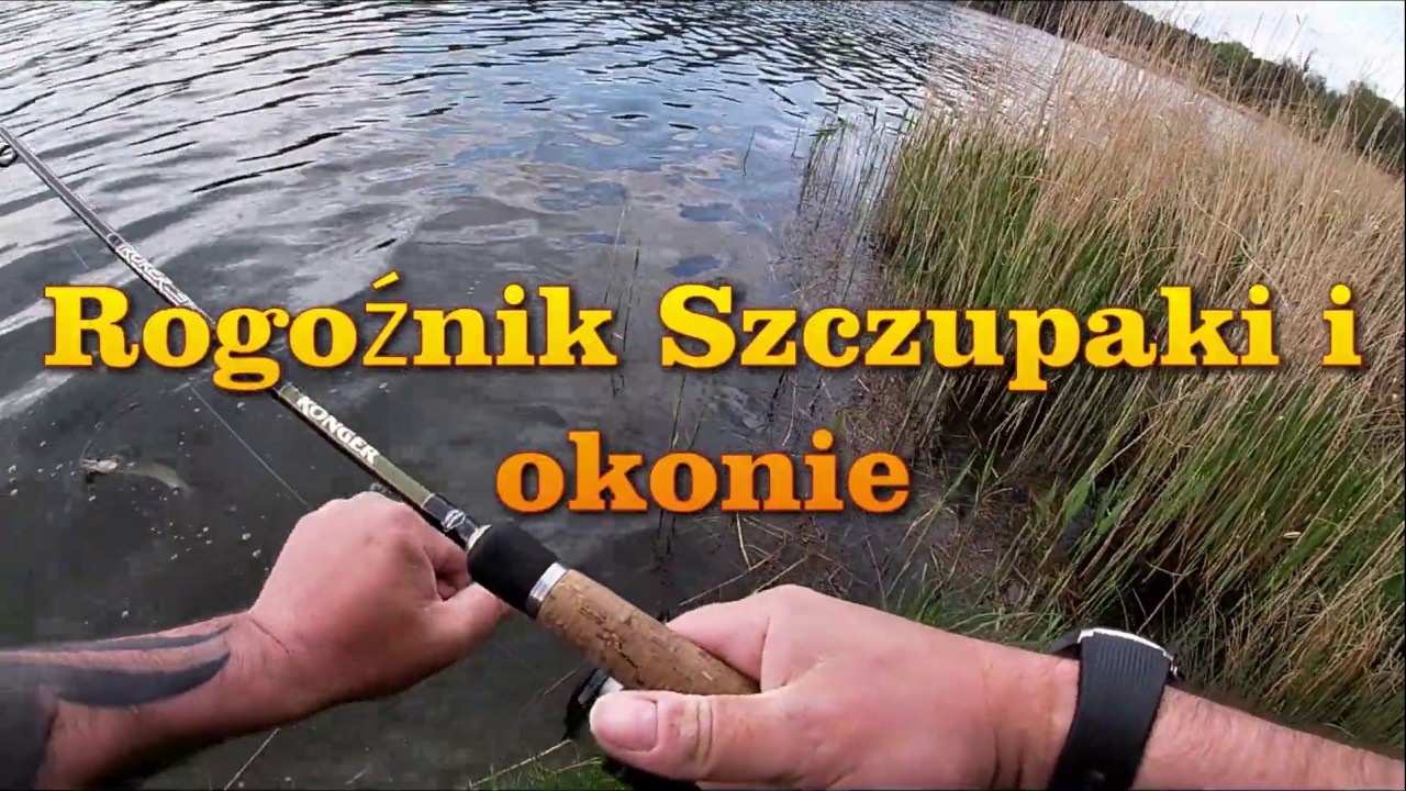Rogoźnik szczupaki i okonie