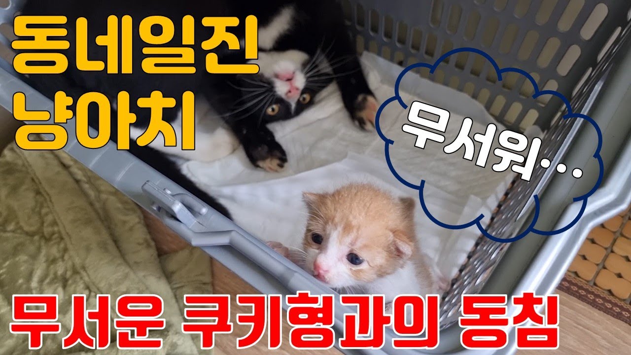 냥아치 쿠키와 크림이와의 첫만남!