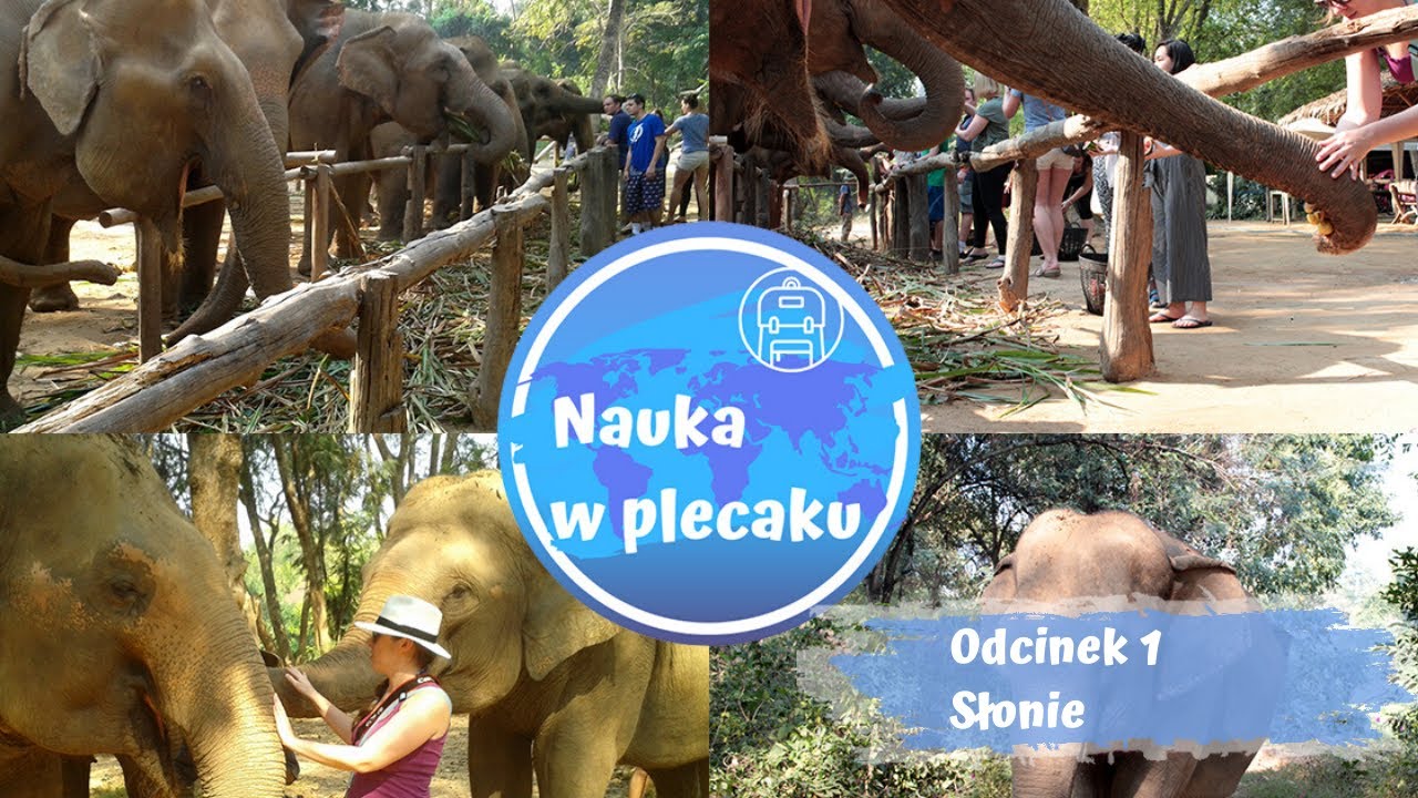 Spotkanie ze słoniem - Tajlandia. Film edukacyjny dla dzieci i młodzieży.